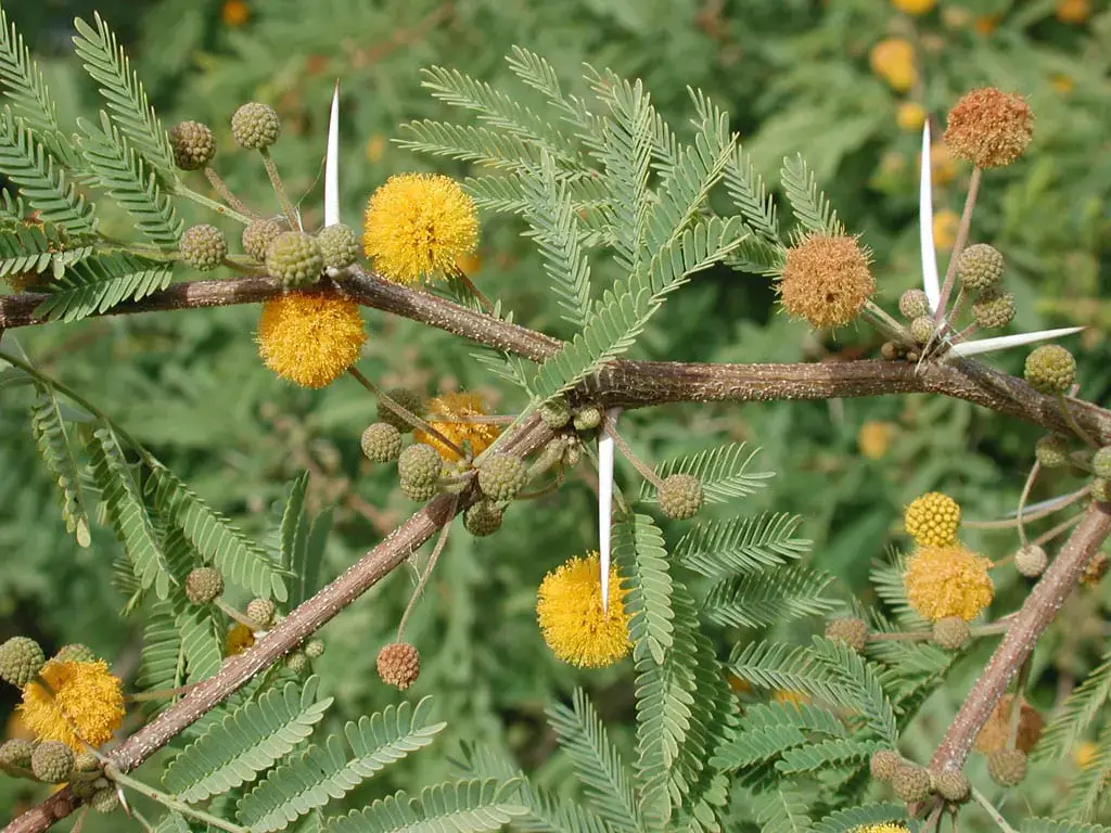 Acacia farnesiana